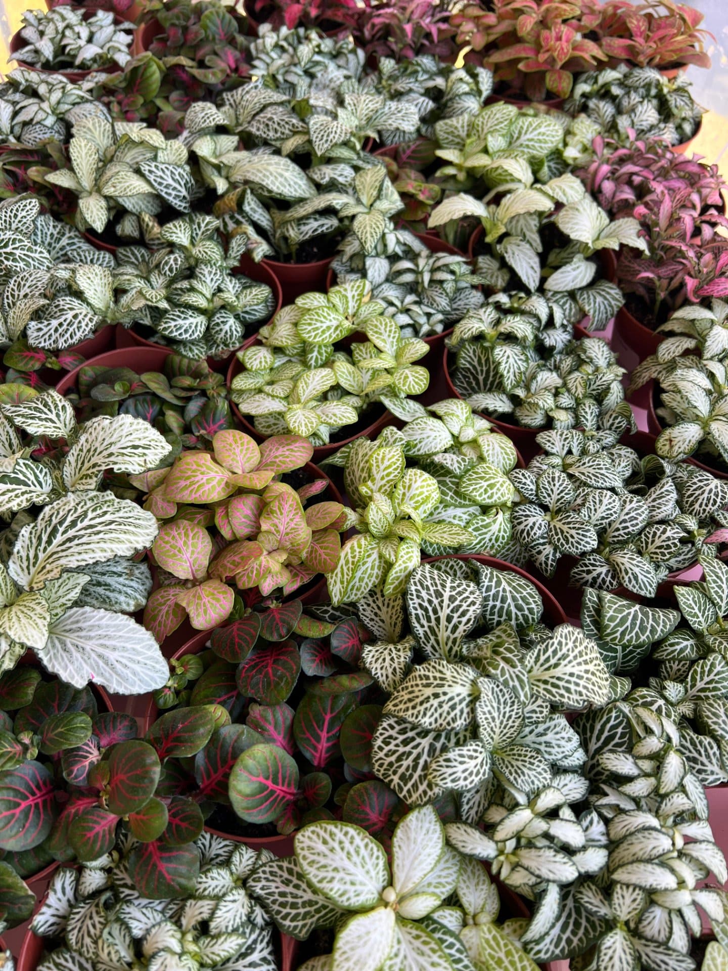 Terrarium Workshop & Brunch Be Kind — foto 6
